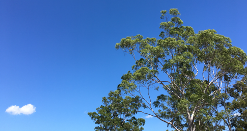 Picture of a Cloud